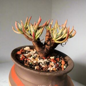 阿爾比芙洛亞仙女杯 Cactus Jungle (Dudleya albiflora)