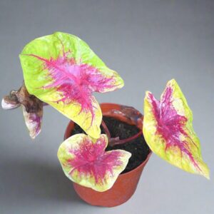 彩葉芋 Caladium 'Red Belly' (Caladium bicolor)
