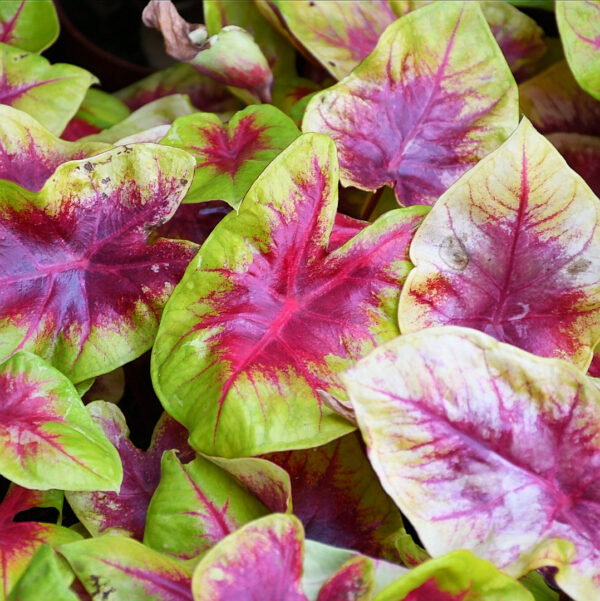 彩葉芋 Caladium 'Red Belly' (Caladium bicolor)：圖片 2