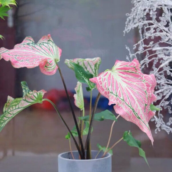 彩葉芋 Caladium 'Pink Symphony' (Caladium bicolor)：圖片 2