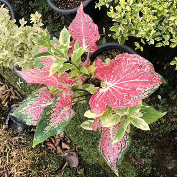 彩葉芋 Caladium 'Pink Symphony' (Caladium bicolor)