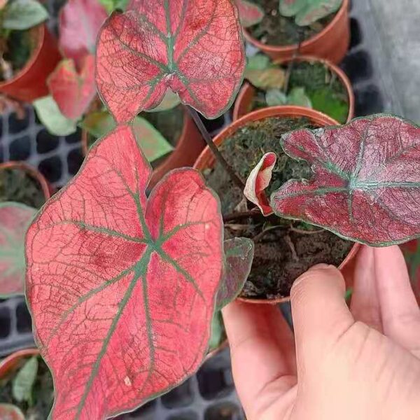 彩葉芋 Caladium 'Festivia'：圖片 2