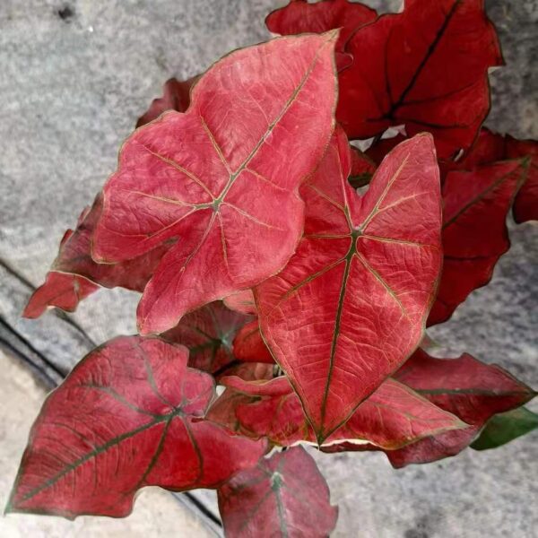 彩葉芋 Caladium 'Festivia'