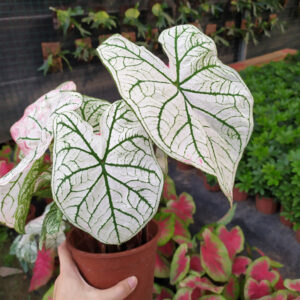 彩葉芋 Caladium 'White Frost' (Caladium bicolor)