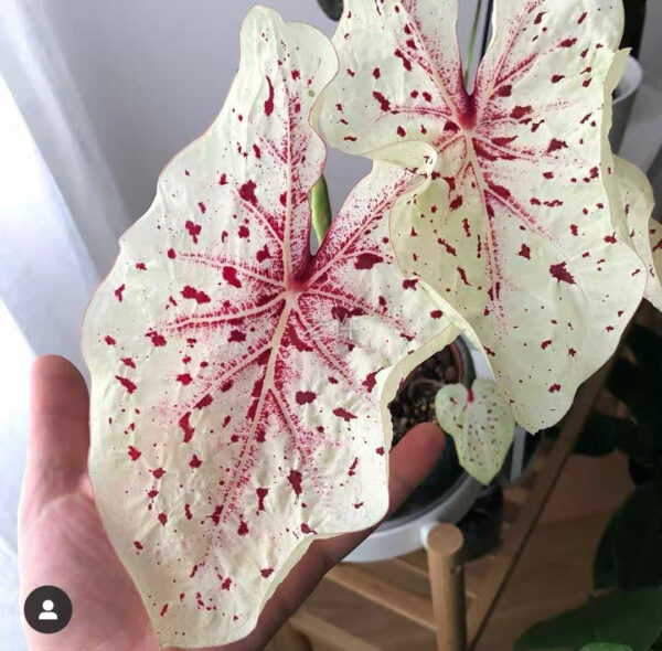 嬌點彩葉芋 Angel wing (Caladium 'Miss Muffet')：圖片 2