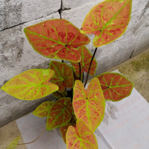 彩叶芋 Caladium 'New Wave' (Caladium bicolor)