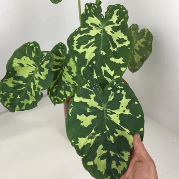 希洛美人迷彩葉芋 Caladium praetermissum 'Hilo beauty' (15-20cm)：圖片 3