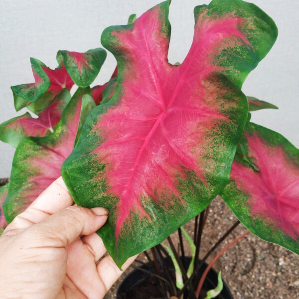 彩葉芋 Caladium 'Red Glamour'：圖片 2