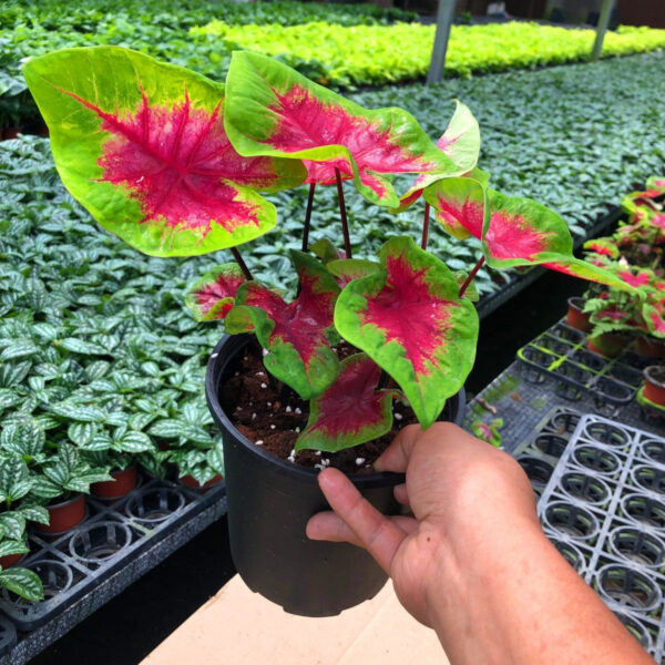 彩葉芋 Caladium 'Red Glamour'