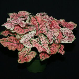 紅酒飛濺彩葉芋 Caladium 'splash of wine' (Caladium bicolor)