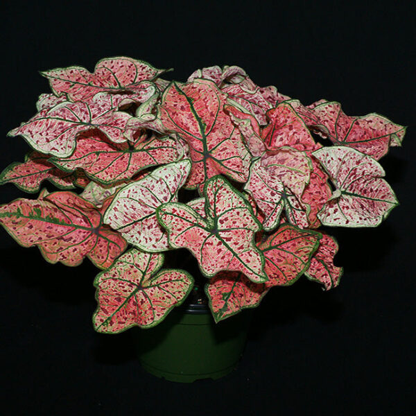 紅酒飛濺彩葉芋 Caladium 'splash of wine' (Caladium bicolor)
