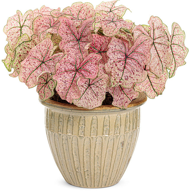 紅酒飛濺彩葉芋 Caladium 'splash of wine' (Caladium bicolor)：圖片 2