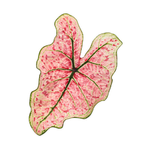 紅酒飛濺彩葉芋 Caladium 'splash of wine' (Caladium bicolor)：圖片 4