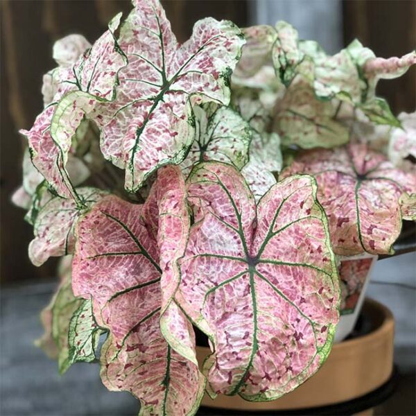 紅酒飛濺彩葉芋 Caladium 'splash of wine' (Caladium bicolor)：圖片 3