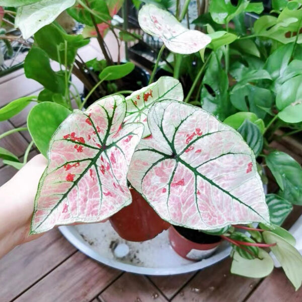 草莓之星彩葉芋 Caladium 'Strawberry Star' (Caladium bicolor)：圖片 2