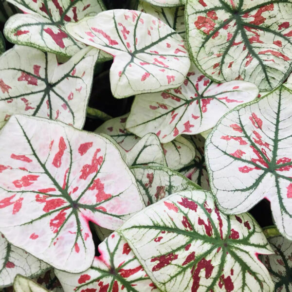 草莓之星彩葉芋 Caladium 'Strawberry Star' (Caladium bicolor)
