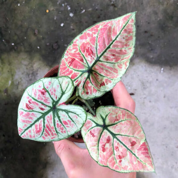 草莓之星彩葉芋 Caladium 'Strawberry Star' (Caladium bicolor)：圖片 3