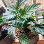 翠葉竹芋 Calathea concinna 'Freddie'