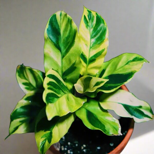 銀脈肖竹芋 Calathea louisae 'Thai Beauty'