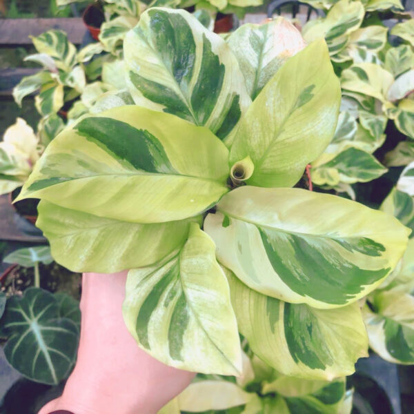 銀脈肖竹芋 Calathea louisae 'Thai Beauty'：圖片 2