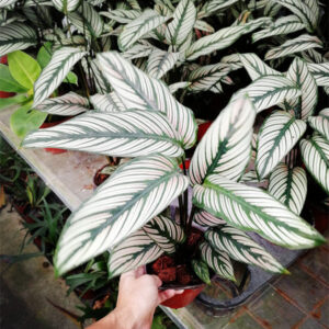 绿羽竹芋 Calathea majestica 'White star'