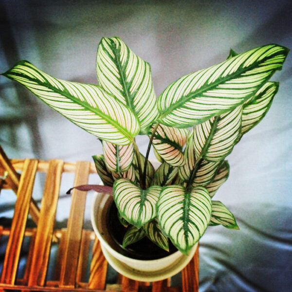 绿羽竹芋 Calathea majestica 'White star'：圖片 2