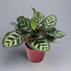 孔雀竹芋 Calathea makoyana