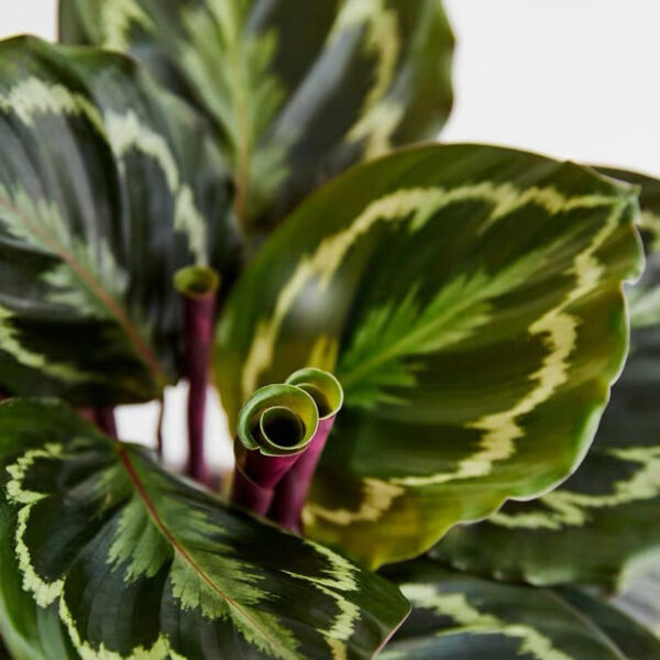 竹芋 Calathea medallion：圖片 2