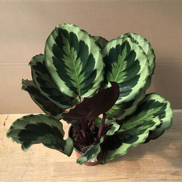 竹芋 Calathea medallion