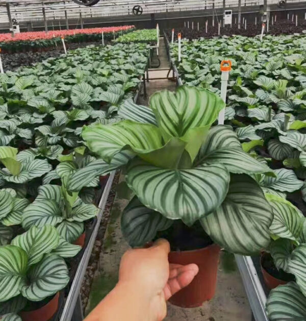 青蘋果竹芋 Calathea orbifolia：圖片 3