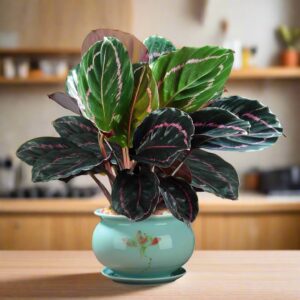 彩虹竹芋 Calathea roseopicta 'Dottie'