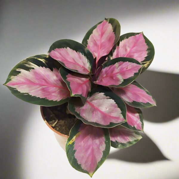 彩虹竹芋 Calathea 'Rosy' (Calathea roseopicta)