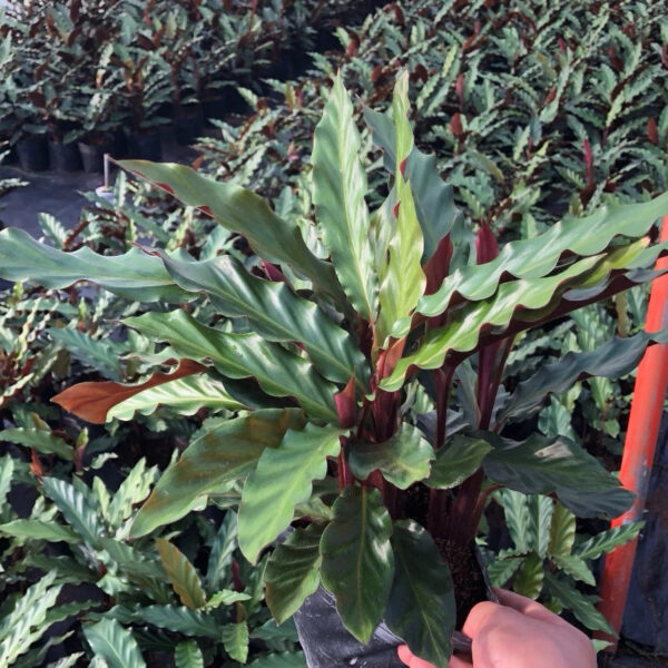 波浪竹芋 Calathea rufibarba：圖片 6