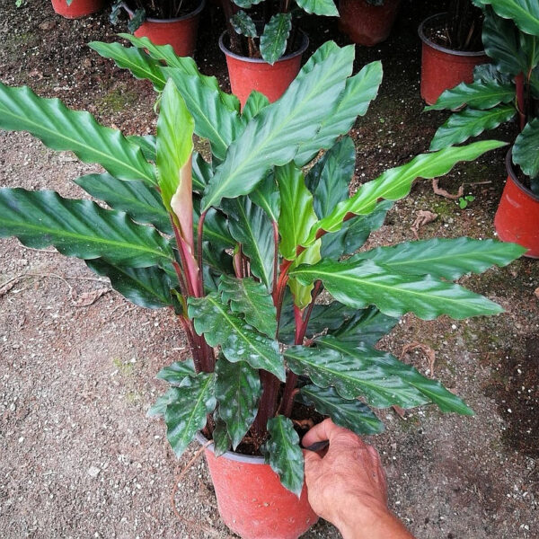 波浪竹芋 Calathea rufibarba：圖片 5