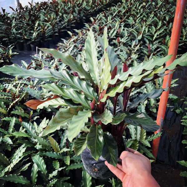 波浪竹芋 Calathea rufibarba：圖片 3