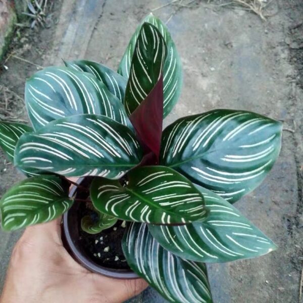 雙線竹芋 Calathea sanderiana