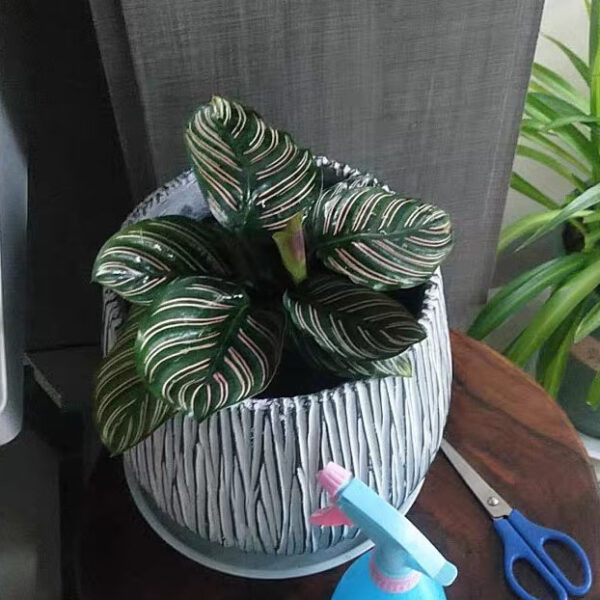 雙線竹芋 Calathea sanderiana：圖片 2