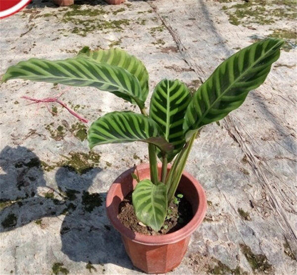 斑葉竹芋 Calathea zebrina：圖片 3