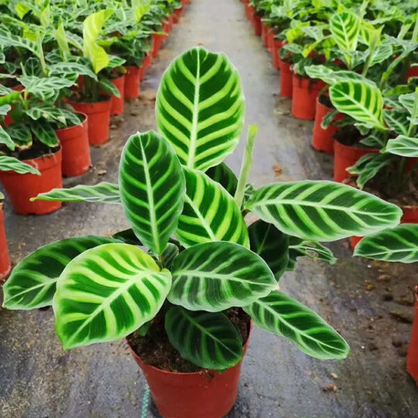 斑葉竹芋 Calathea zebrina