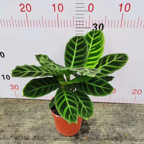 斑葉竹芋 Calathea zebrina：圖片 2