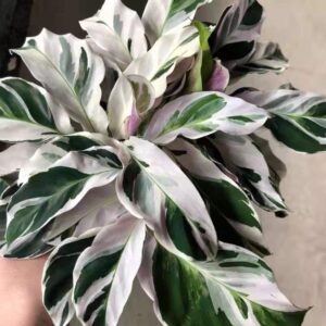 白油畫竹芋 Calathea 'White Fusion' (9-12cm)