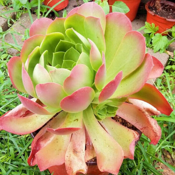 香爐盤蓮花掌屬 Canariense (Aeonium)