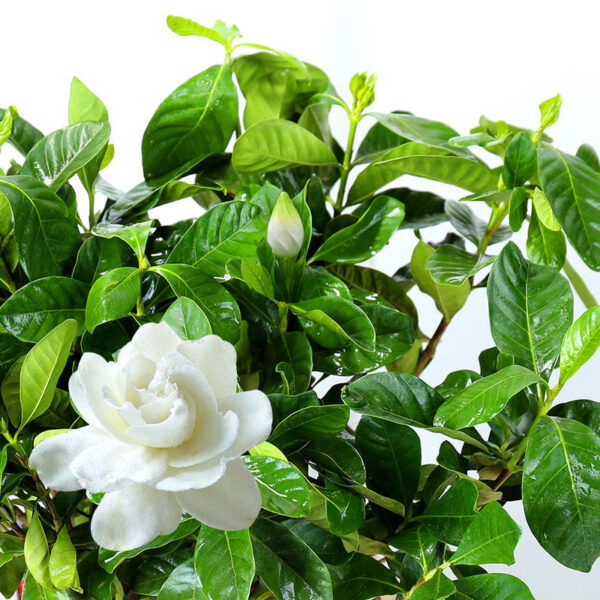 梔子花   Gardenia jasminoides