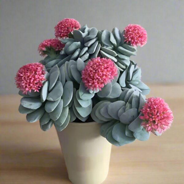 呂千惠 Crassula 'Mogan's Beauty'