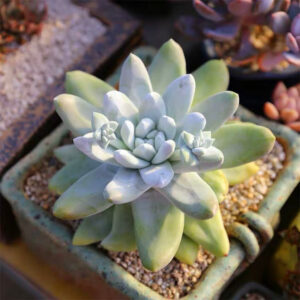 拇指仙女杯 Cedros Island Liveforever (Dudleya pachyphytum)
