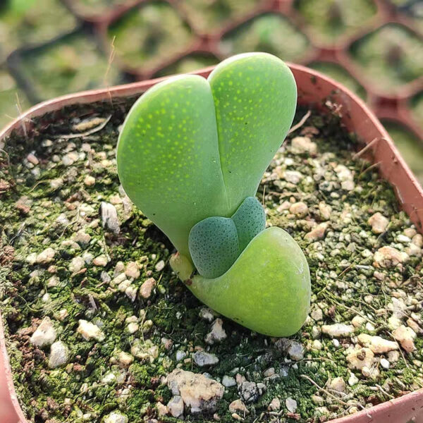 神風玉 Cheiridopsis pillansii