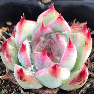 石蓮花桃太郎 Echeveria Cv 'Momotarou'