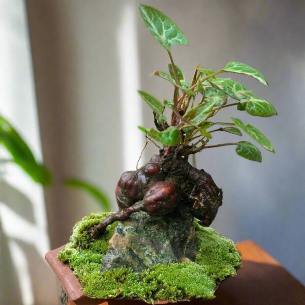 何首烏 Chinese knotweed mini bonsai (Fallopia multiflora)