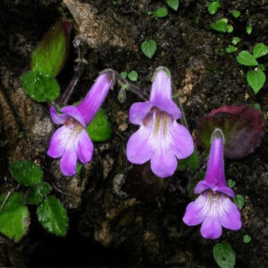 大苞短毛唇柱苣苔 Chirita brachytricha