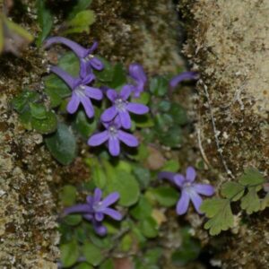 神農架唇柱苣苔 Chirita tenuituba
